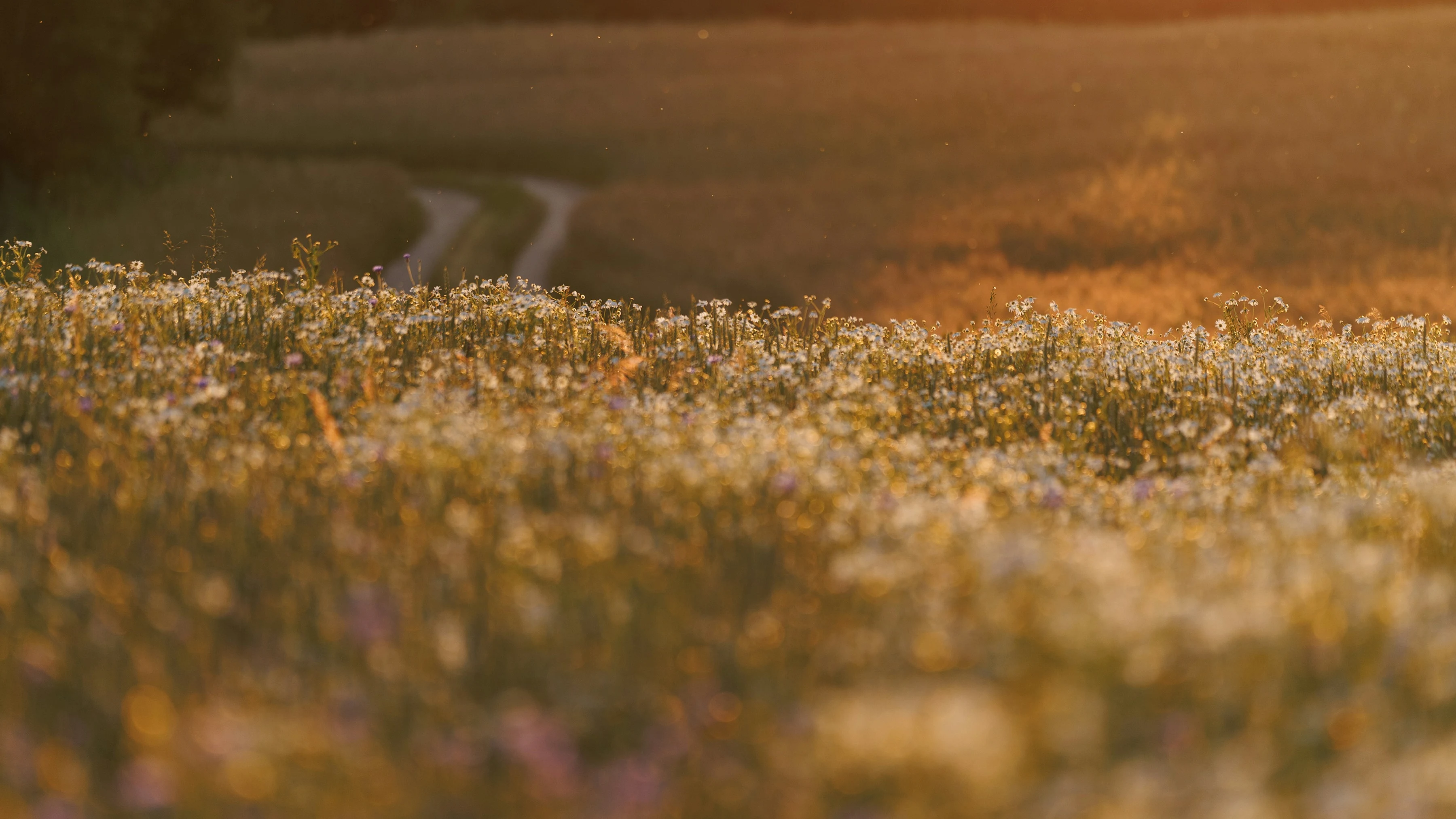 Eine Blumenwiese im Abendlicht; ein schmaler Feldweg führt zwischen den blühenden Halmen hindurch auf ein abendlich beleuchtetes Feld zu.