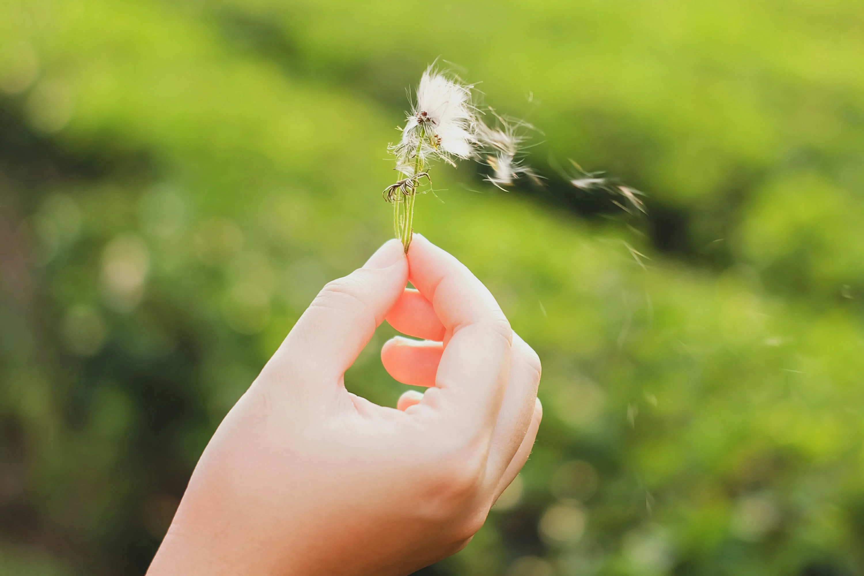Eine Hand hält zwischen Daumen und Zeigefinger eine verblühte Pusteblume; einige Samen lösen sich und fliegen nach rechts davon, dahinter eine unscharfe grüne Wiese.